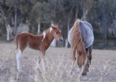 More new born foals