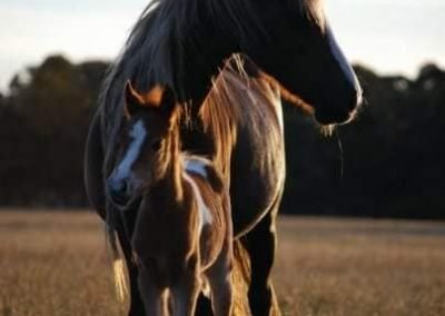 Mum and her foal