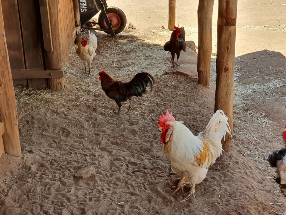 Chicken Coop - Helping hands and donations